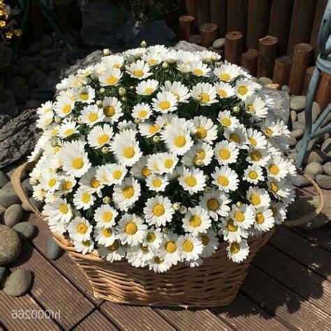 瑪格麗特 小雛菊